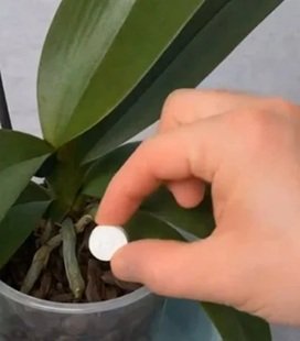 Uma única pílula é suficiente para fazer a orquídea florescer para sempre