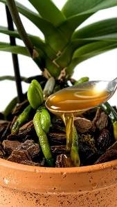Esse Óleo é o elixir para suas orquídeas e controlar pragas