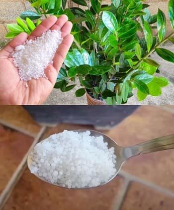 Só 1 colher faz explodir de crescer (qualquer planta feia)