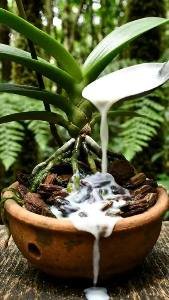 Orquídeas: Floração abundante ao regá-las com este ingrediente