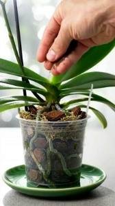 Adubo Para suas orquídeas e obtenha Flores exuberantes o ano todo