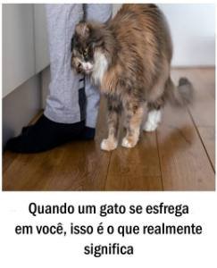 Quando um gato se esfrega em você, isso é o que realmente significa