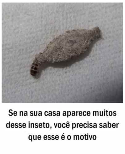 Se na sua casa aparece muitos desse inseto, você precisa saber que esse é o motivo