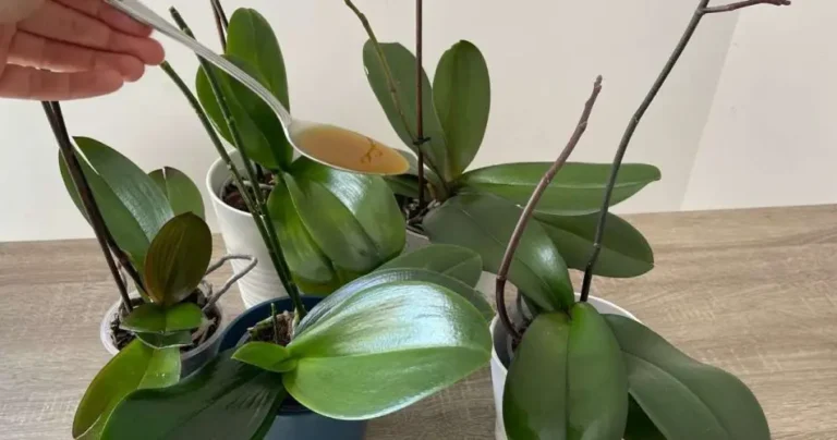 Esse Óleo é o elixir para suas orquídeas e controlar pragas