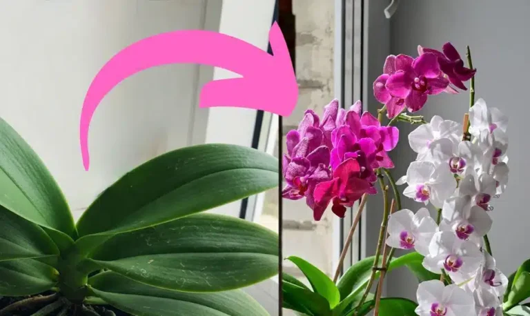 Sim, você PODE fazer sua orquídea florescer novamente
